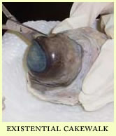 cow eye